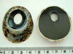Shell Pendant, Flat black backing, 45 x 35mm 1 pc