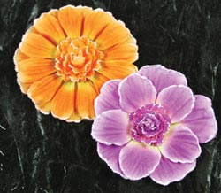 Prima Dianthe Flower 2/Pkg Nuevo
